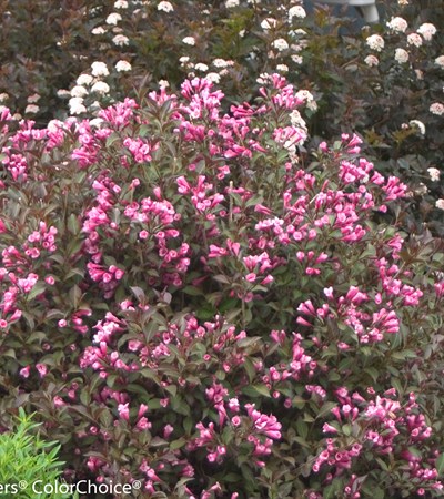 Weigela Fine Wine®